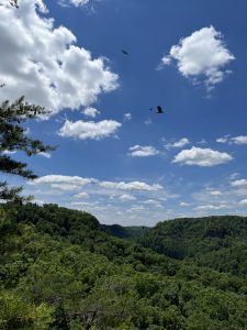 Red River Gorge Kentucky Daniel Boone National Forest overlook